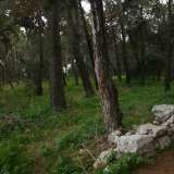 ...ritrovandoci immersi in una vera e propria foresta composta da pini, abeti e cedri